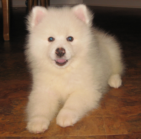 American Eskimo puppy with blue eyes.PNG
