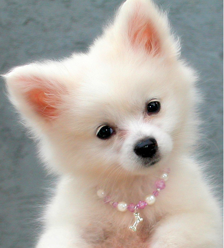 American Eskimo puppy with pearl necklace.PNG

