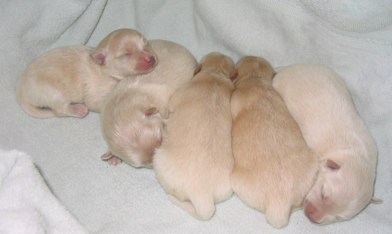 Newborn American Eskimo Puppies picture.PNG (1 comment) Hi-Res 720p HD