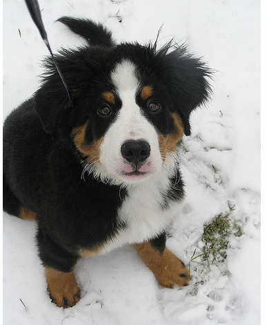 Bernese Mountain Puppy on the snow looking straight up to the camera.PNG
