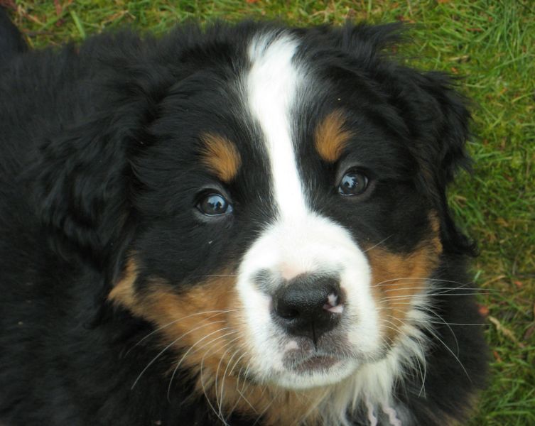 Close up picture of Bernese puppy face.PNG
