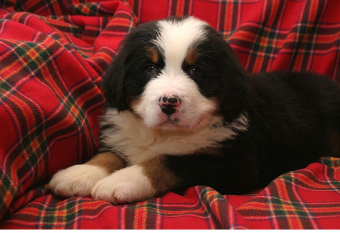 Fury Bernese Mountain Pup pic.PNG
