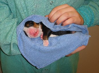 Picture of newborn Bernese Mountain Puppy wrapped in towl.PNG
