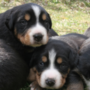 Bernese Mountain breeders.PNG
