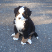 Bernese Mountain Puppy image.PNG
