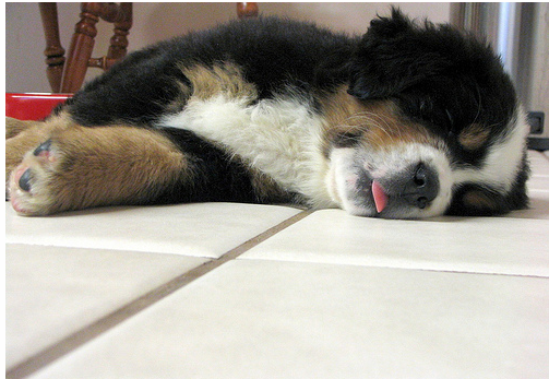 Bernese Mountain Puppy in deep sleep with its tongue sticking out.PNG
