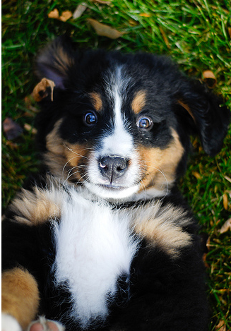 Bernese Mountain Puppy on its back on the grass with its funny eye expression looking very straight to the camera.PNG
