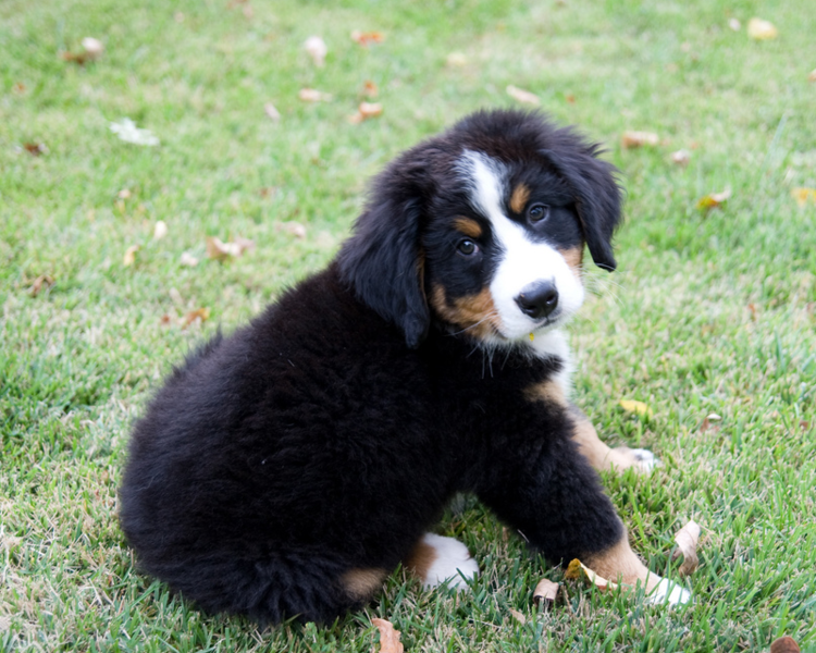 Bernese Mountain Puppy on the grass looking back to post to the camera.PNG
