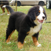 Bernese Mountain Puppy on the leash.PNG
