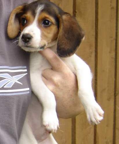 beagle pup_brown and white.JPG
