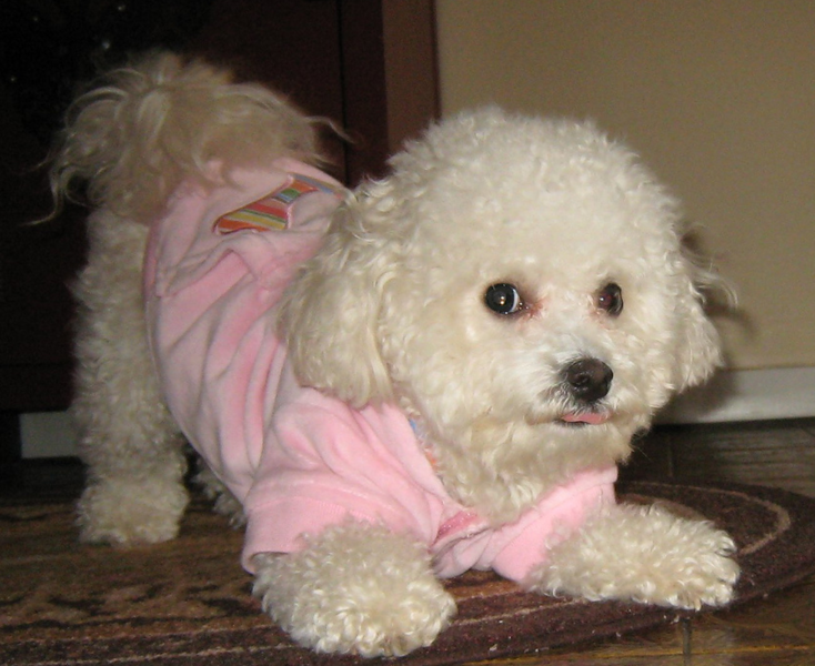 Bichon Frise Clothes in light pink.PNG
