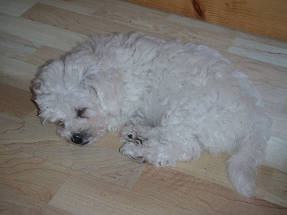 Bichon Frise puppy in deep sleep picture.PNG
