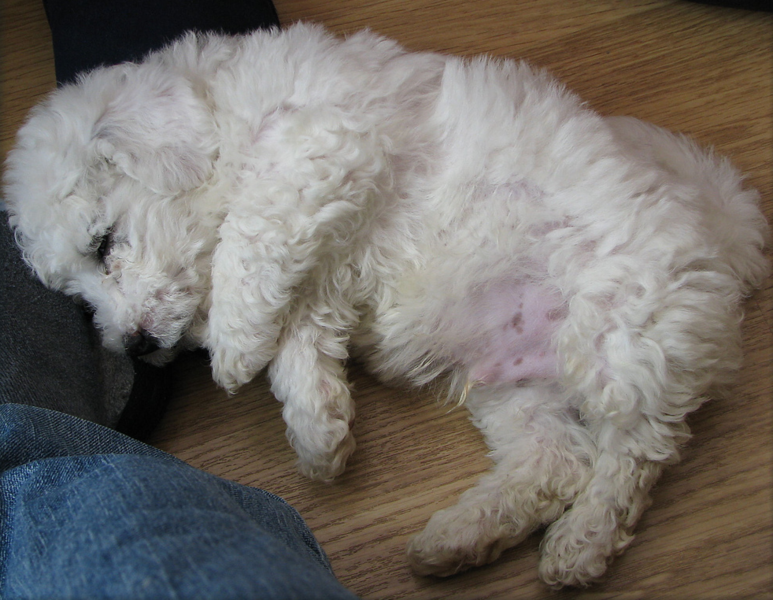 Bichon Frise Puppy in deep sleep showing its stomach.PNG

