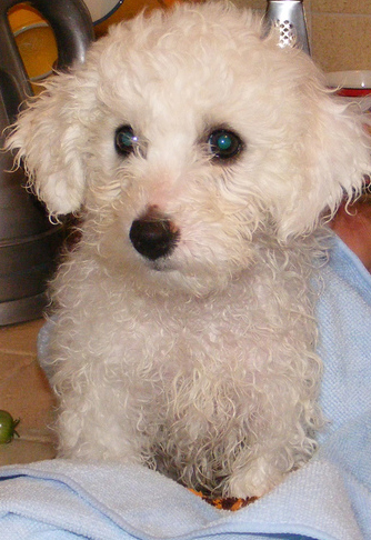 Bichon Frise Puppy just finished her shower.PNG
