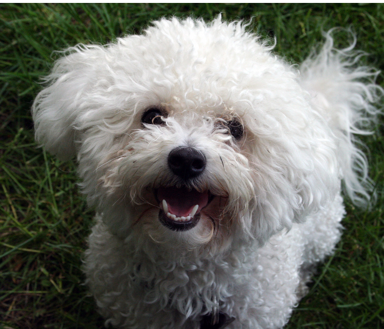 Bichon Frise Puppy looking up to the camera with its mouth open.PNG
