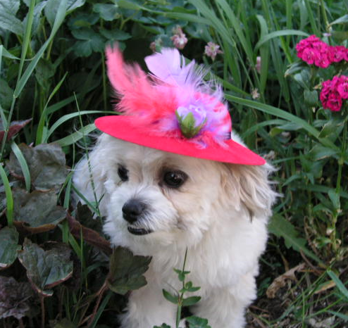 bichon frise shitzu pup with bright pink hat.PNG
