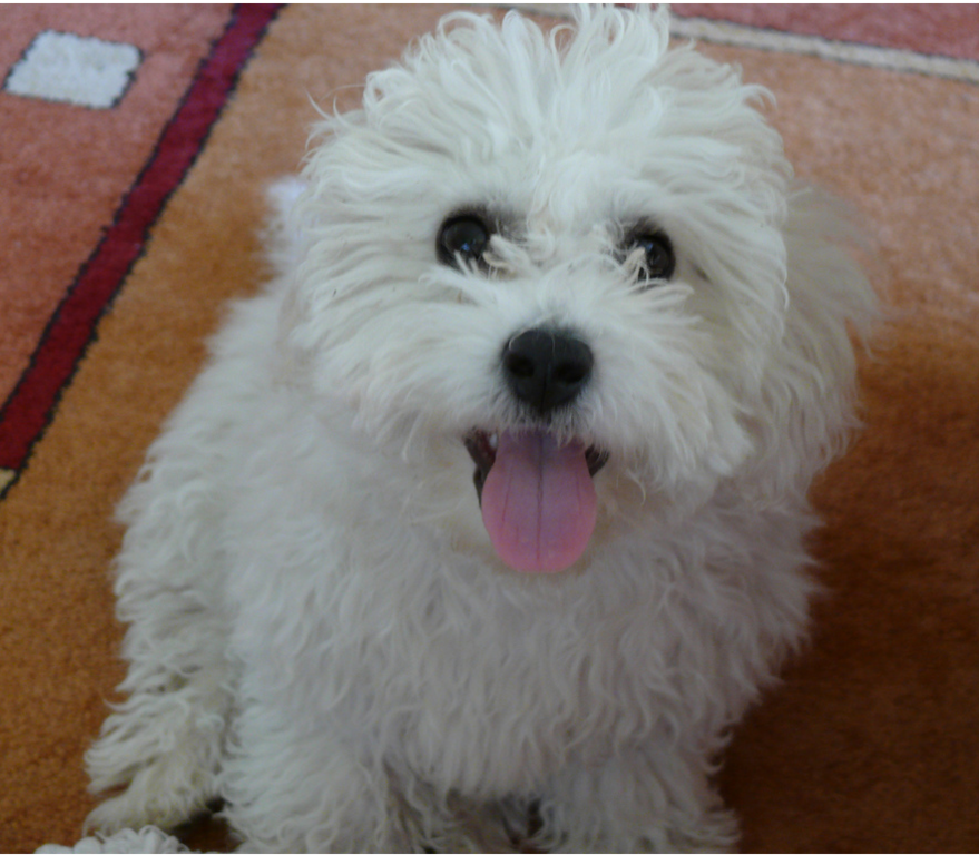 CLose up picture of a funny looking Bichon Frise dog.PNG
