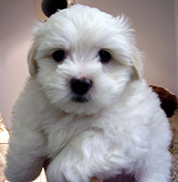 Close up pictureof a cute young Bichon Frise pup.PNG
