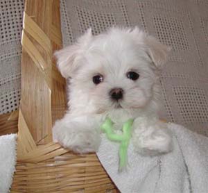 maltese puppy in white.jpg
