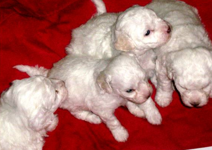 Group of young purebred bichon frise puppies.PNG

