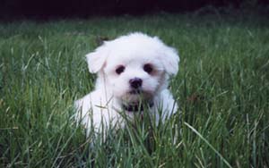 maltese puppy on the grass.jpg
