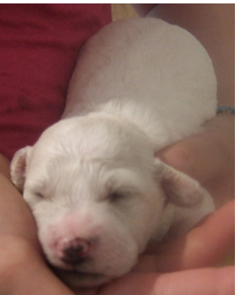Newborn Bichon Frise Puppy.PNG
