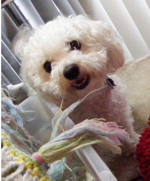 Pic of bichon frise dog breed.PNG
