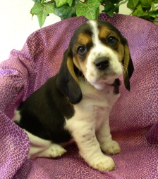 beagle pup_cute1.jpg
