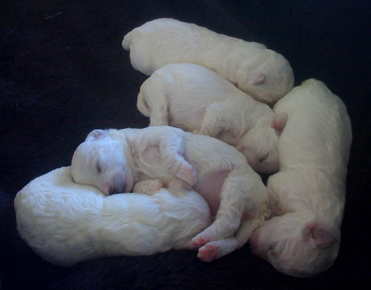 Picture of newborn Bichon Frise Puppies in their deep sleep.PNG
