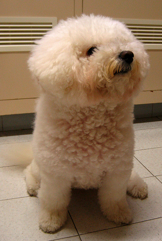 Pictures of bichon frise pup.PNG
