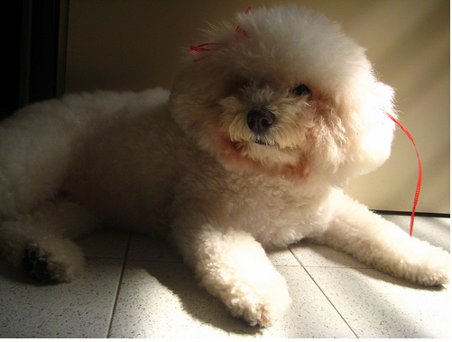 Pretty Bichon Frise Puppy picture.PNG
