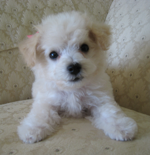 Pretty Young Bichon Frise Puppy looking straight to the camera.PNG
