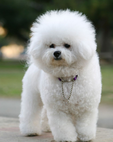 White bichon frise grooming_french bichon frise.PNG Hi-Res 720p HD