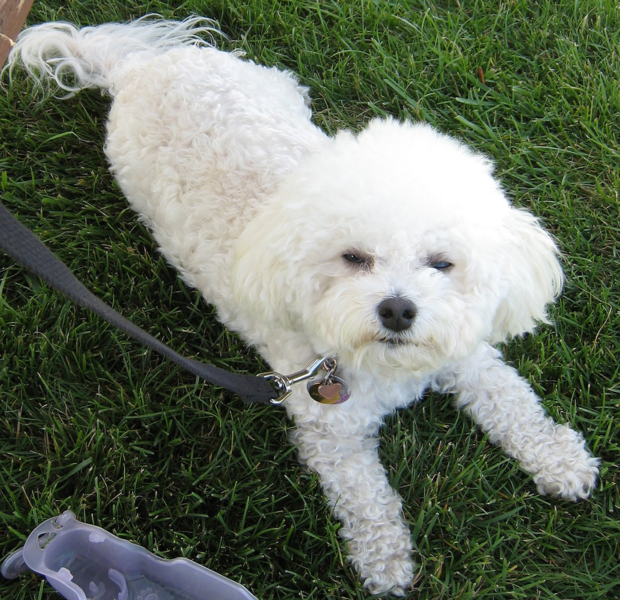 White Bichon Frise Puppy looking up to the camera with its sleepy eyes.PNG
