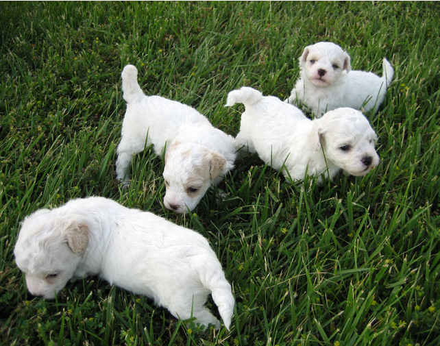 Young bichon frise pets playing on the grass.PNG
