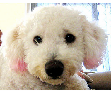 Yuki Bichon Frise Puppy close up picture of dog face.PNG

