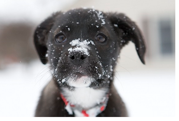 Boxador puppy in black with white at the neck covered with snow.PNG
