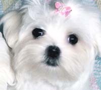 maltese puppy_pretty.jpg
