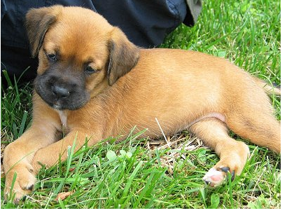 Tan Boxador puppy with black nose and ears laying on grass.PNG
