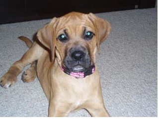 Tan boxador puppy with black nose.PNG
