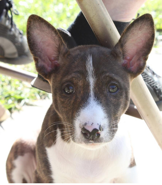 Basenji puppy face photo looking straight to the camera.PNG
