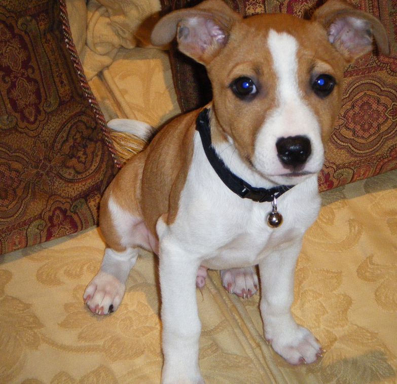 Basenji puppy in tan and white.PNG
