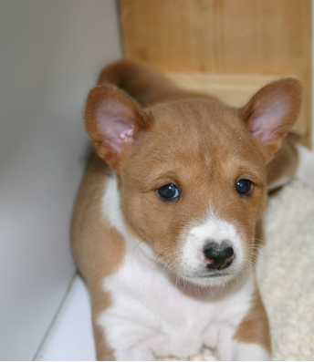 Basenji puppy picture.PNG
