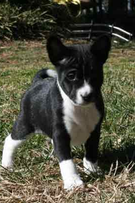 Black and white Basenji puppy dog photo.PNG
