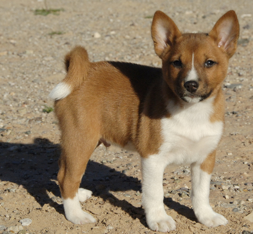 Image of Basenji puppy dog in white and tan.PNG
