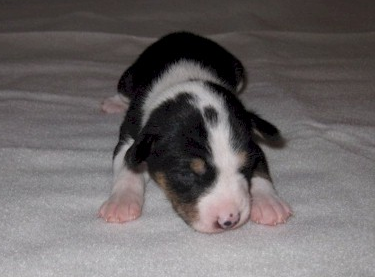 Newborn Sherwood Basenjis puppy photo.PNG
