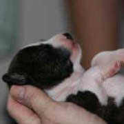 Picture of newborn Basenji pup in white and black.PNG
