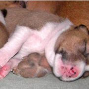 Young Basenji puppy in deep sleep.PNG
