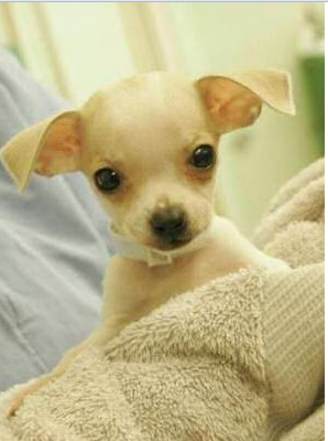 Images of terrier chihuahua puppies.PNG
