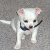 bichon chihuahua puppy_white chihuahua dog.PNG
